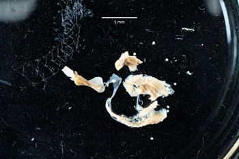 Media type: image;   Malacology 169913 Description: Digital documentation photo of preserved specimen.;